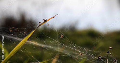 Autumn migration of spiders. spider web on the grass