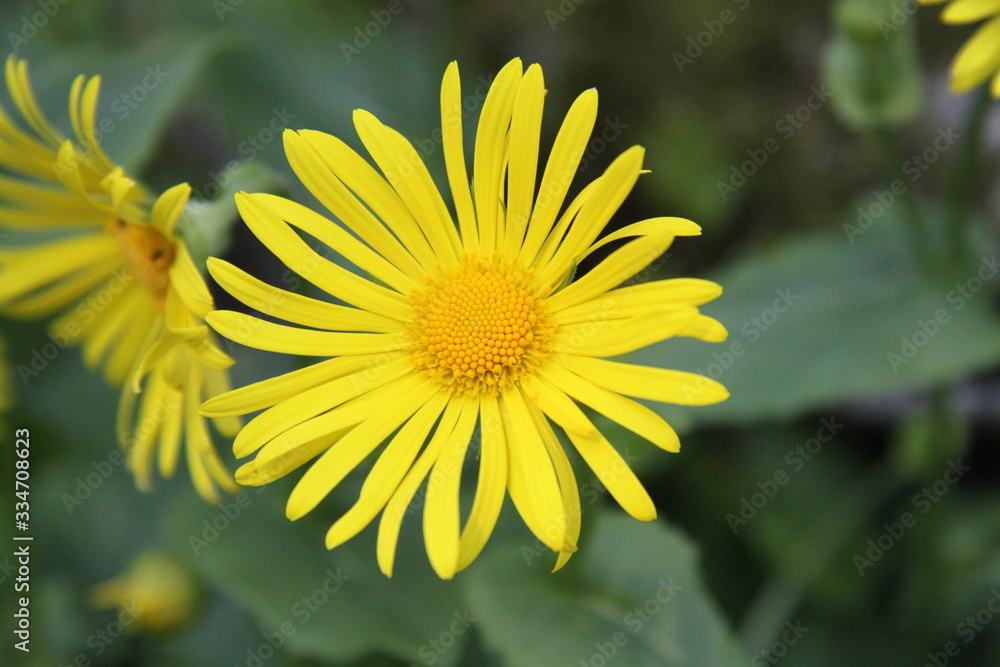 Yellow spring flower doronicum orientale Yellow spring flower doronicum orientale