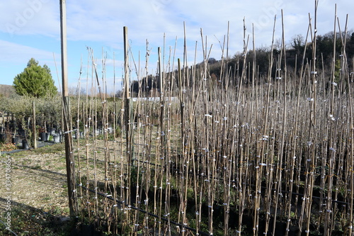Vivaio piante coltivazione barbatelle viti ulivo e agrumi photo