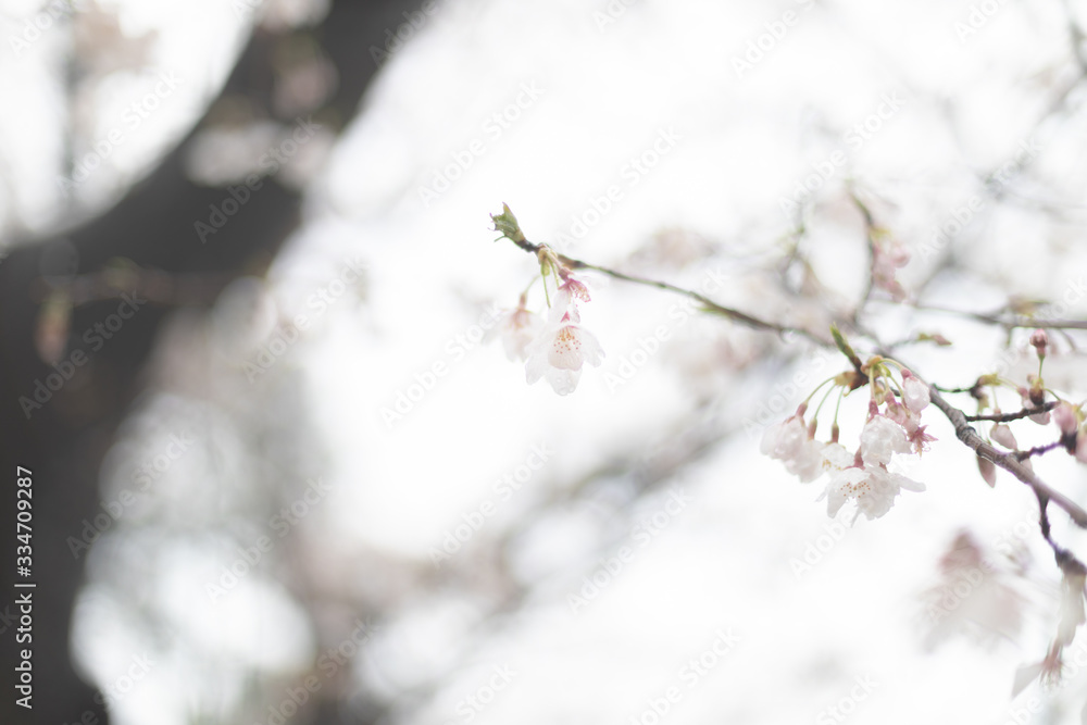 雪桜 雪桜