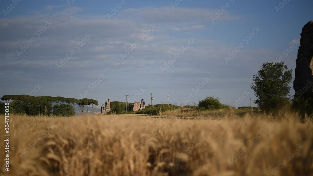 Field In Rome wheat field in the park of the aqueducts in Rome Stock ビデオ | Adobe Stock
