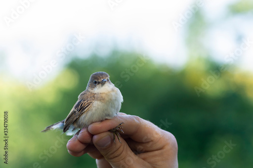 Scientist holding a common whitethroat during a bird ringing session © Daniel Santos
