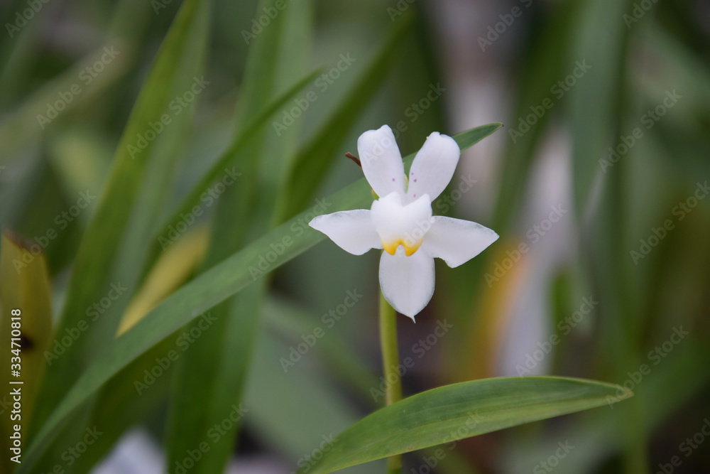 Fototapeta premium Орхидея