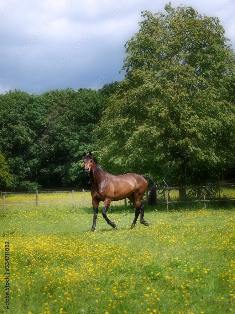 Horse in Summer Paddock Horse in Summer Paddock