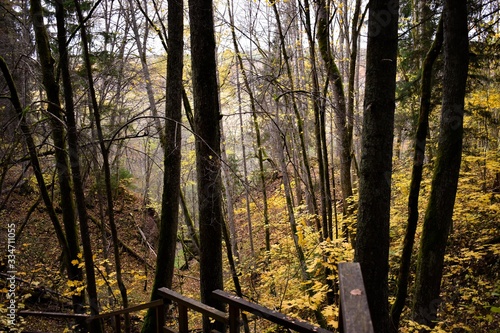 Nature park with blooming leaves with path in Latvian woods Inčukalna Velnala.