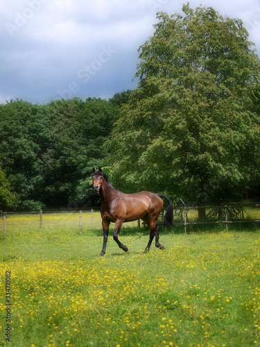 Horse in Summer Paddock © Nigel Baker