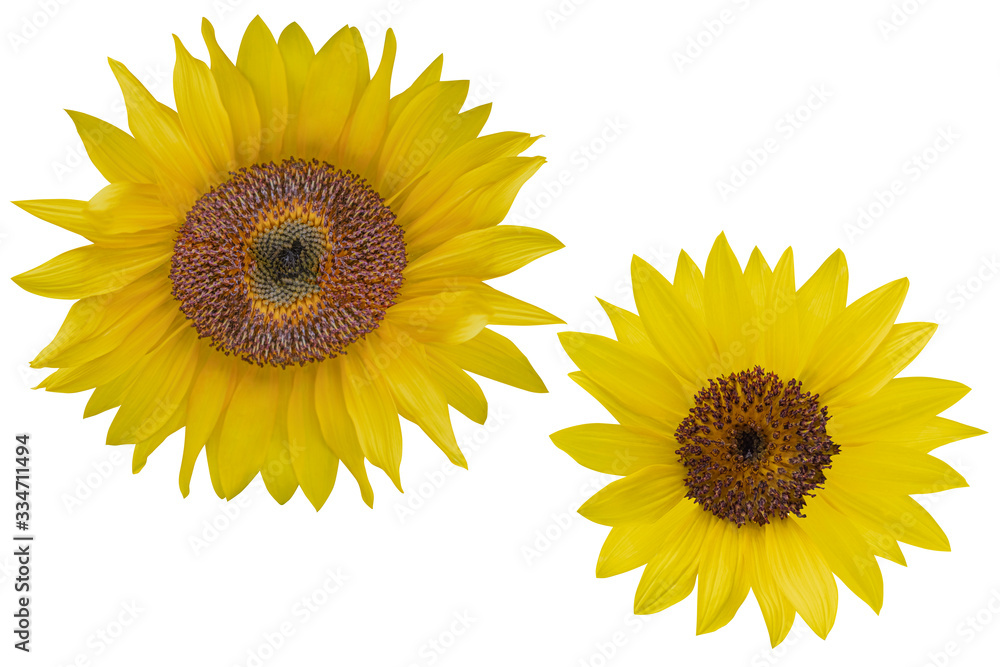 Yellow Sunflower on white background. Photo with clipping path. Yellow Sunflower on white background. Photo with clipping path.