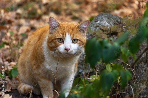 Red Cat in the Wild among Fallen Leaves in an Autumn Landscape