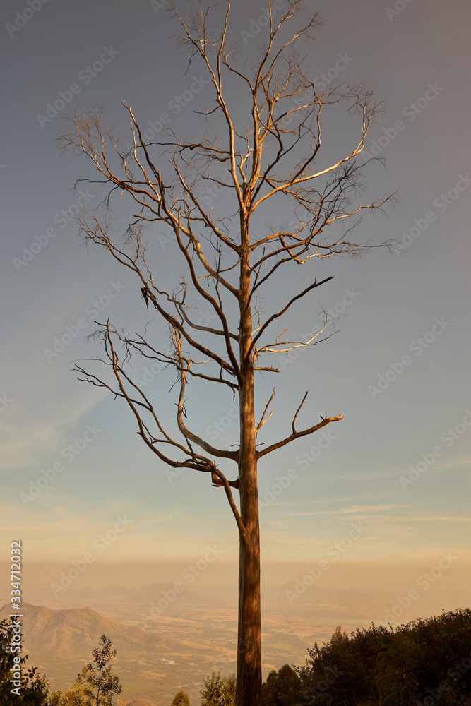 Bare hilltop tree