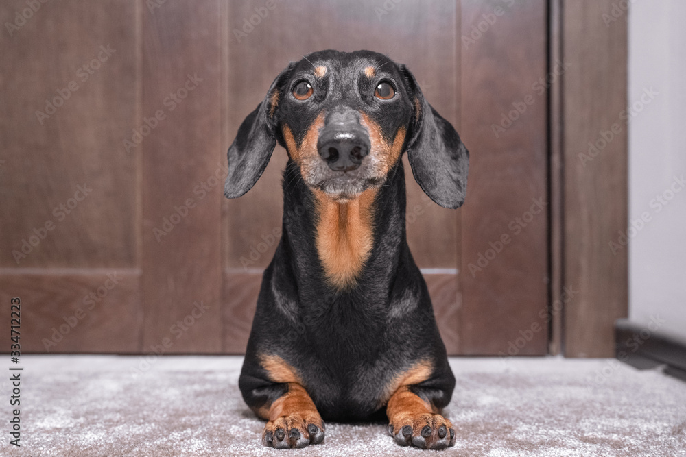 portrait of a cute dachshund dog, black and tan, lies at the door of the house on the floor, looks up sadly, waiting for the owner or a walk