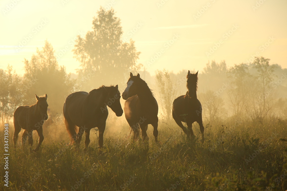 Obraz premium Summer horses