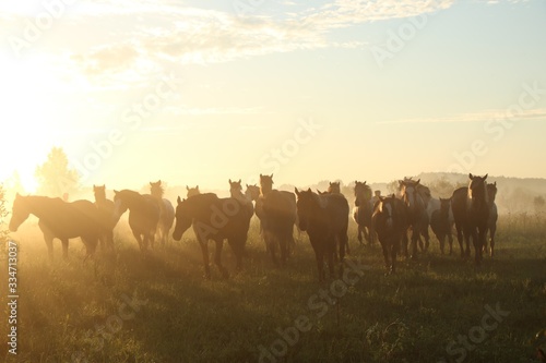 Herd of horses grazing in the field © Марина Кирпичникова