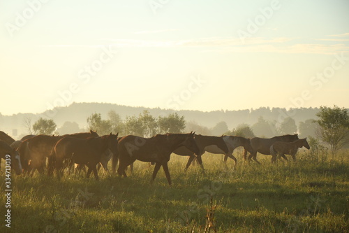 Herd of horses grazing in the field