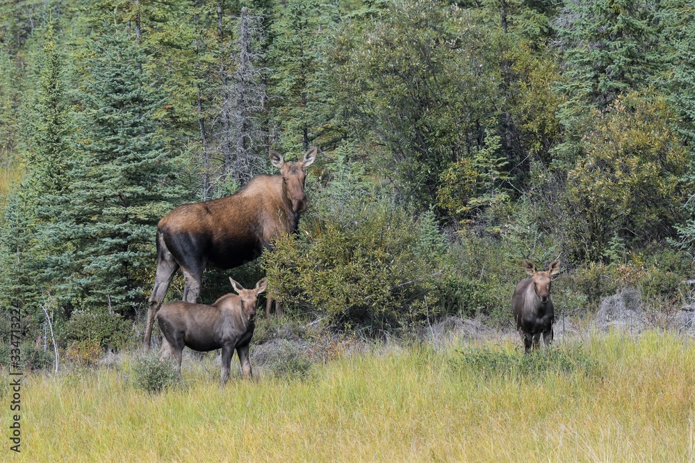 Elchkuh mit zwei Jungen, Alaska Elchkuh mit zwei Jungen, Alaska