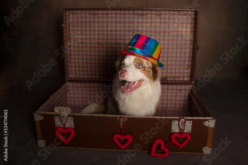 dog sitting inside an old suitcase with a colorful hat