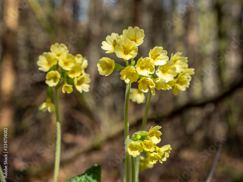 Schlüsselblume im Wald photo