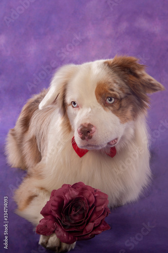 dog with blue eyes lying with a flower on his paws
