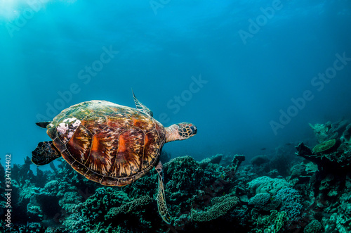Green sea turtle in the wild among colorful coral reef in clear blue water