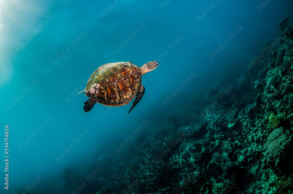 Green sea turtle in the wild among colorful coral reef in clear blue water Green sea turtle in the wild among colorful coral reef in clear blue water