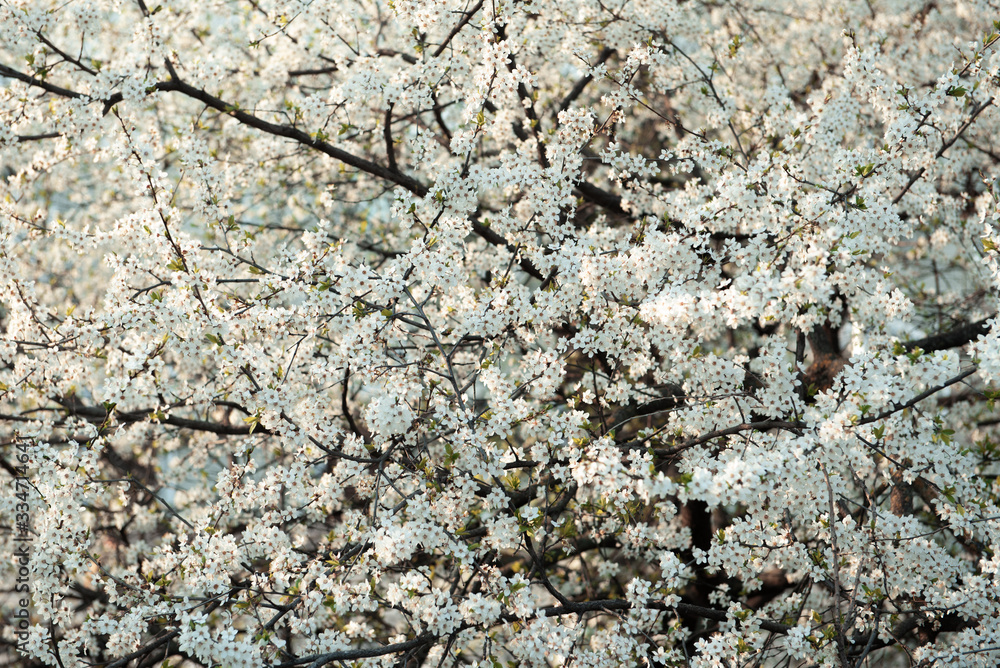 blooming cherry. white flowers on a tree branches blooming cherry. white flowers on a tree branches