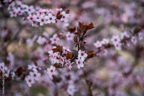 Closeup of spring blossom flower on dark bokeh background.