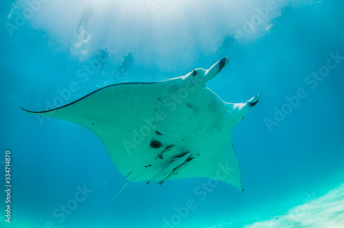 Manta ray swimming in the wild with snorkelers observing and swimming alongside