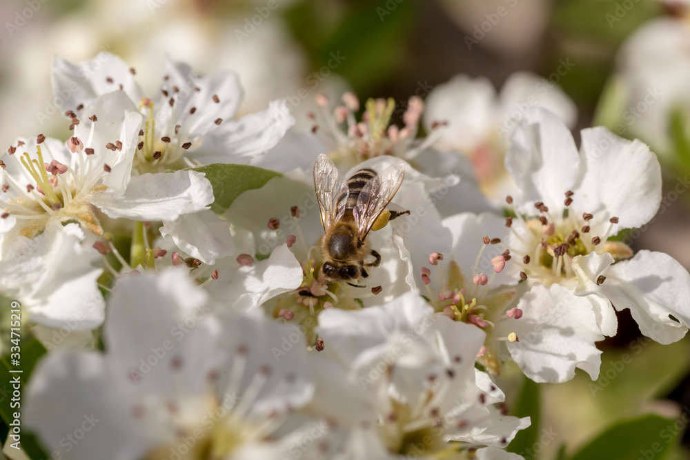 The pear (Pyrus communis) tree blooms in the mountains and a bee collecting nectar. The pear (Pyrus communis) tree blooms in the mountains and a bee collecting nectar.