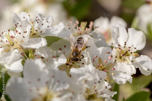 The pear (Pyrus communis) tree blooms in the mountains and a bee collecting nectar. © TETYANA