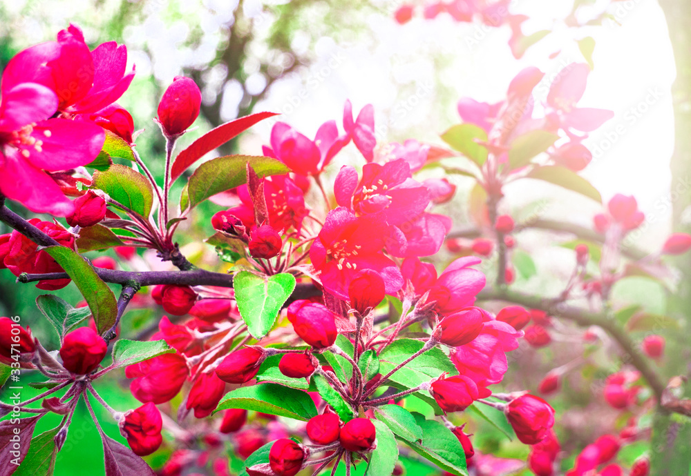Flowering branch of an Apple tree. beautiful red Apple blossoms Flowering branch of an Apple tree. beautiful red Apple blossoms