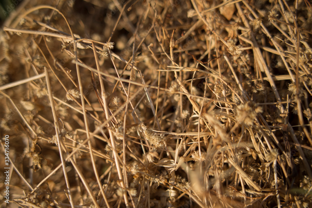 dry grass dry grass