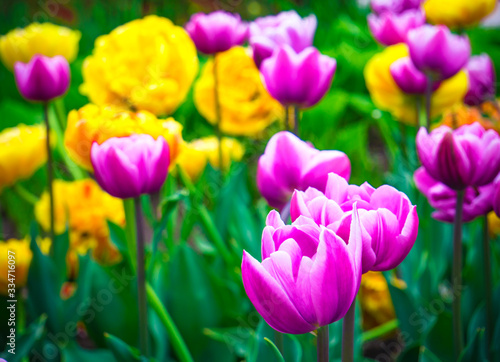 Flowerbed with tulips. springtime. Yellow and purple or pink tulips