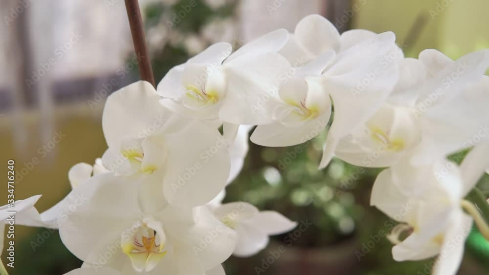 Beautiful pestle of orchid. House flora, blooming orchid close-up. Beautiful plant at home. Home flowers and flower care in extreme close-up view. Beautiful pestle of orchid. House flora, blooming orchid close-up. Beautiful plant at home. Home flowers and flower care in extreme close-up view.