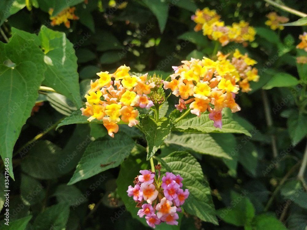 Bright yellow flowers grow in a garden. Nepal Bright yellow flowers grow in a garden. Nepal