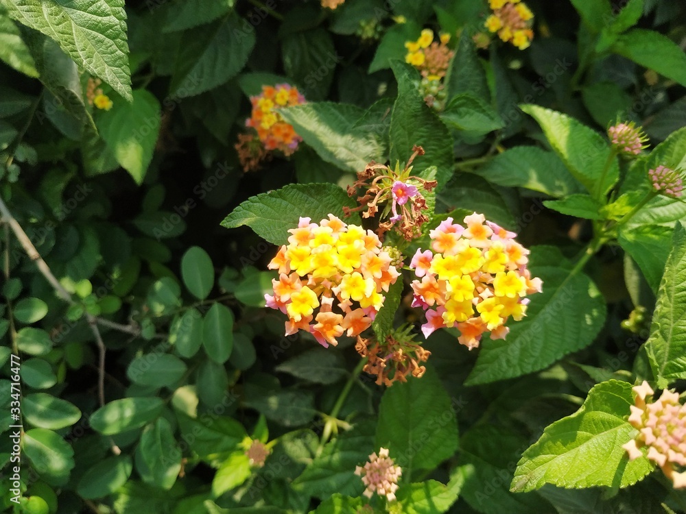 Bright yellow flowers grow in a garden. Nepal Bright yellow flowers grow in a garden. Nepal