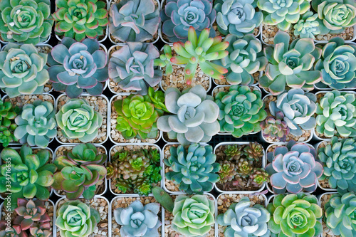 Cactus small there are many varieties in a pot. Placed in many small pots top view photo