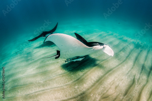 Pair of Manta Rays swimming together in the wild over a sandy sea floor