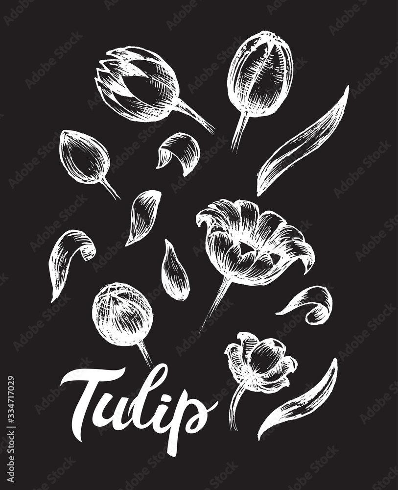 Fototapeta Tulips hand drawn vector set of chalk