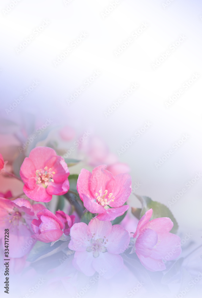 Beautiful Nature Background.Floral Art Design.Abstract Macro Photography.Spring Flowers.Creative Artistic Wallpaper.Celebration,love.Close up View.Happy Holidays.Copy Space.Cherry Blossom.Sakura. Beautiful Nature Background.Floral Art Design.Abstract Macro Photography.Spring Flowers.Creative Artistic Wallpaper.Celebration,love.Close up View.Happy Holidays.Copy Space.Cherry Blossom.Sakura.