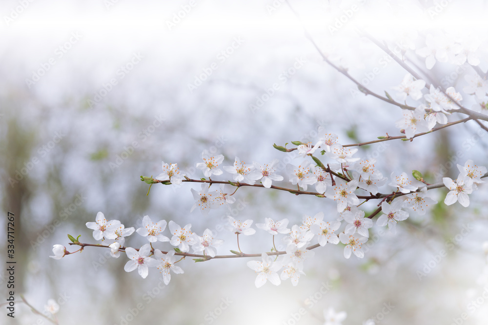 Beautiful Nature Background.Floral Art Design.Abstract Macro Photography.Spring Flowers.Creative Artistic Wallpaper.Celebration,love.Close up View.Happy Holidays.Copy Space.Sakura Cherry Blossom.