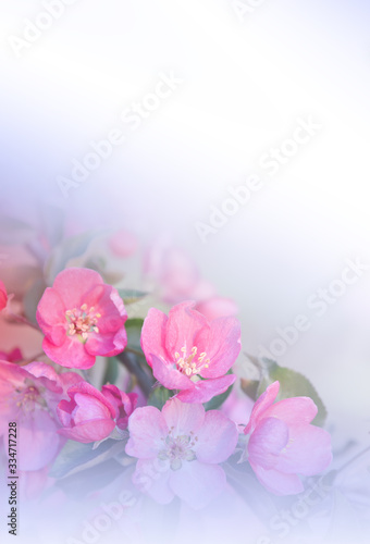Beautiful Nature Background.Floral Art Design.Abstract Macro Photography.Spring Flowers.Creative Artistic Wallpaper.Celebration,love.Close up View.Happy Holidays.Copy Space.Cherry Blossom.Sakura.