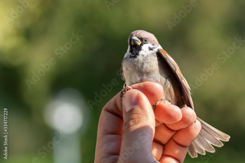 Scientist holding a male Eurasian tree sparrow during a bird ringing session