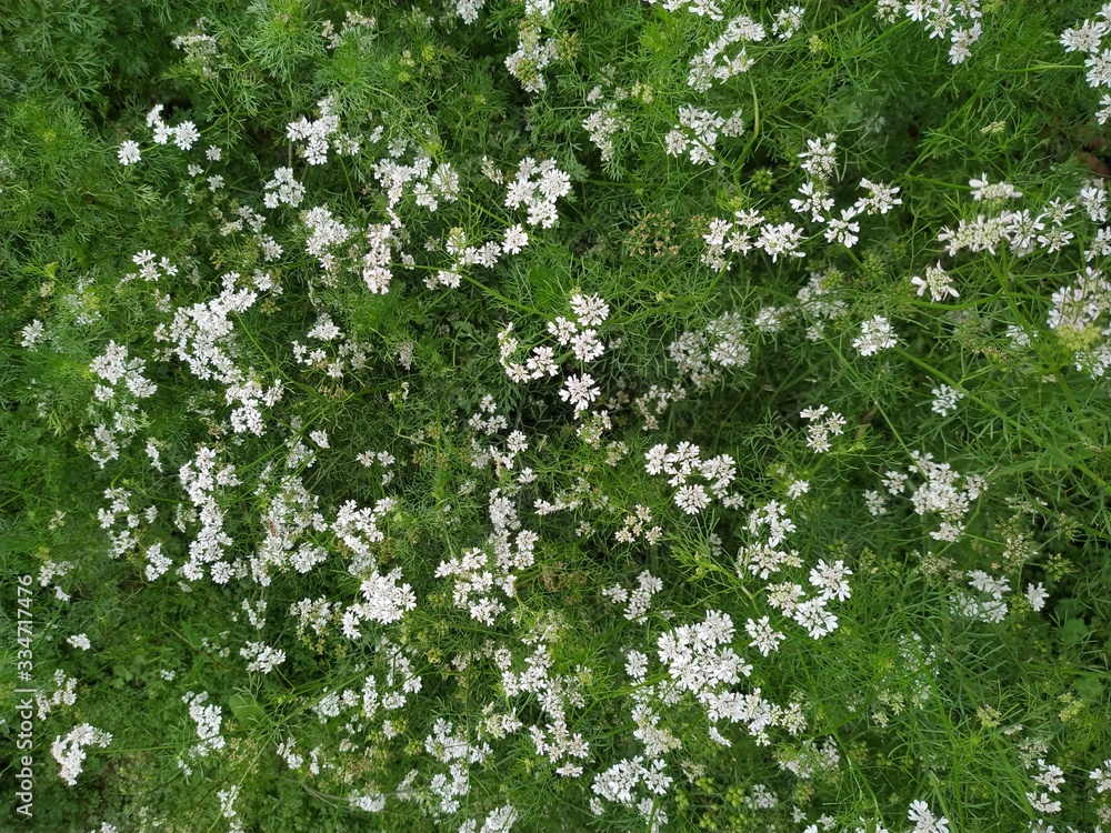 Dhaniya coriander and natural wallpaper background quality green. Parsa Nepal Dhaniya coriander and natural wallpaper background quality green. Parsa Nepal