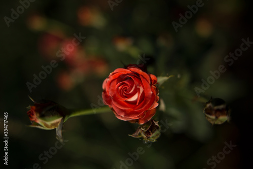 red rose with drops of water