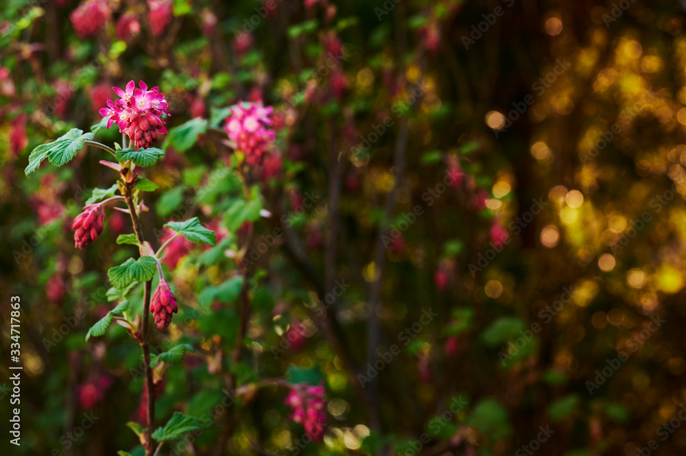 Flowers and leaves of a flowering currant (Ribes sanguineum). Flowers and leaves of a flowering currant (Ribes sanguineum).