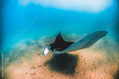 Manta Ray swimming alone in the wild in clear turquoise water