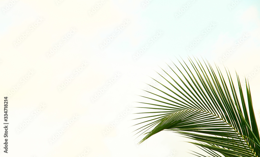 Fototapeta premium palm leaves on white background