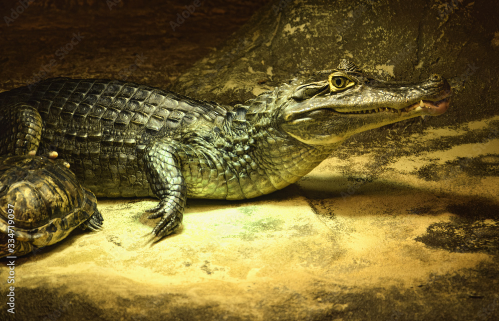 Obraz premium Крокодил