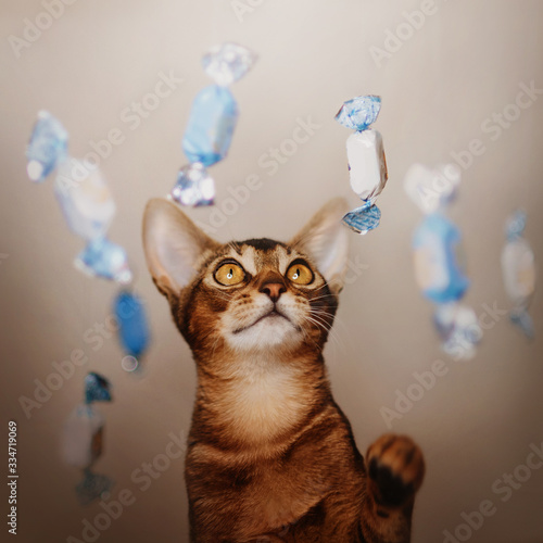 Foto funny abyssinian kitten playing with candy