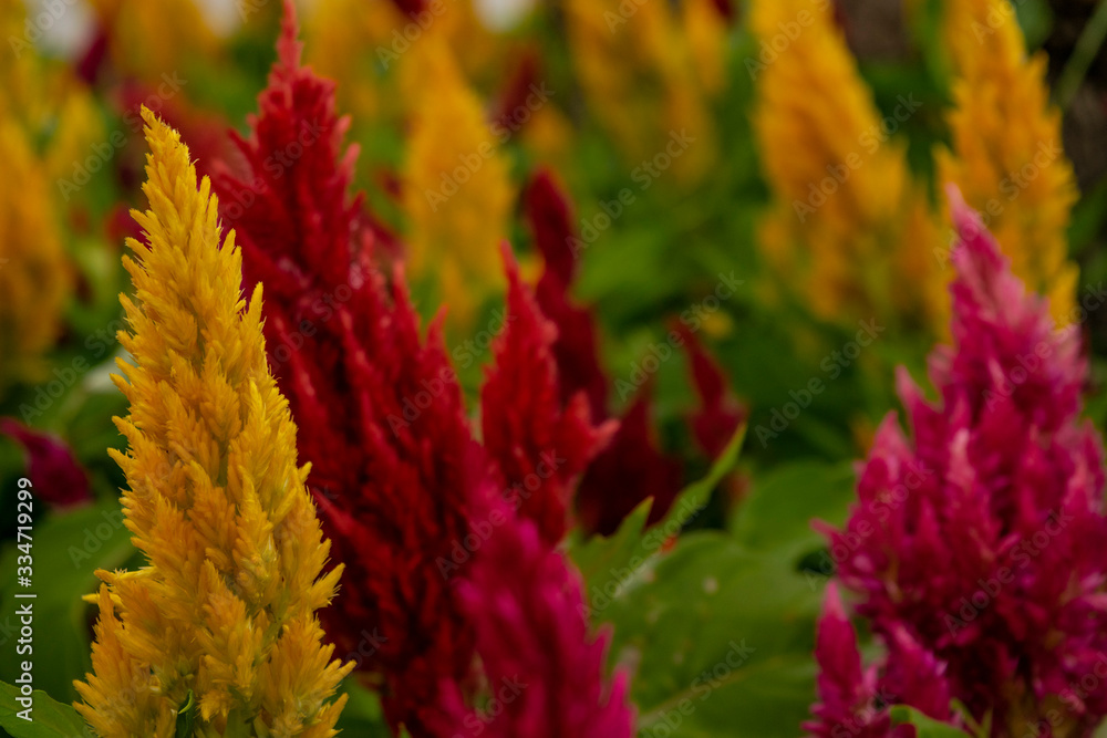 colorful flowers in the garden colorful flowers in the garden