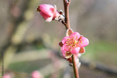 Beautifully blooming pink sprig of peach in the garden.